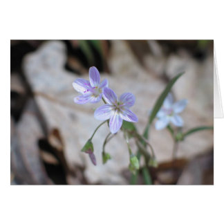 Spring Beauty - Customized