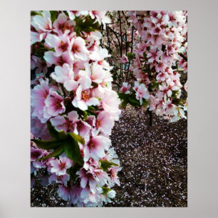SPRING BEAUTY JAPANESE MAGNOLIA  poster