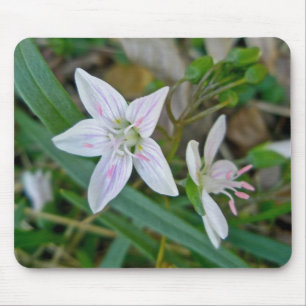 Spring Beauty Wildflower Coordinating Items Mouse Pad