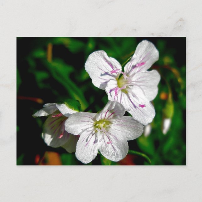 Spring Beauty Wildflower Coordinating Items Postcard (Front)