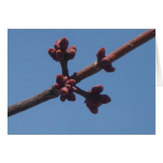 Spring begins to emerge