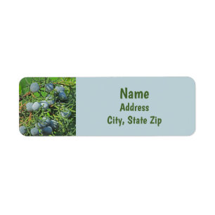 Spring Berry Photo Pine Tree Evergreen Branch