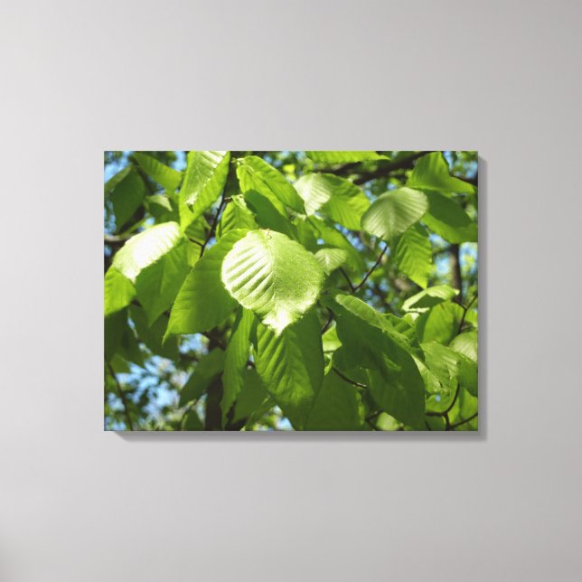 Spring Birch Leaves Green Tree Canvas Print (Front)