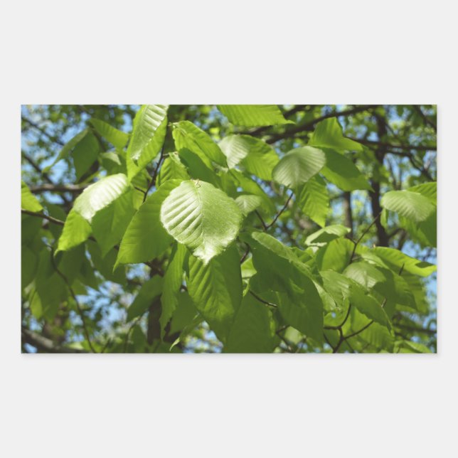 Spring Birch Leaves Green Tree Sticker (Front)