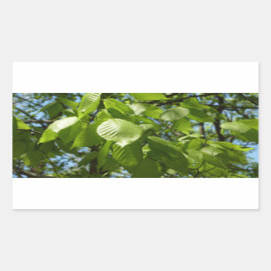 Spring Birch Leaves Green Tree Sticker