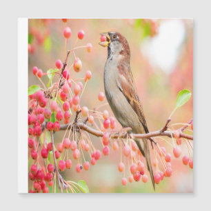 Spring Bird Eating Berries