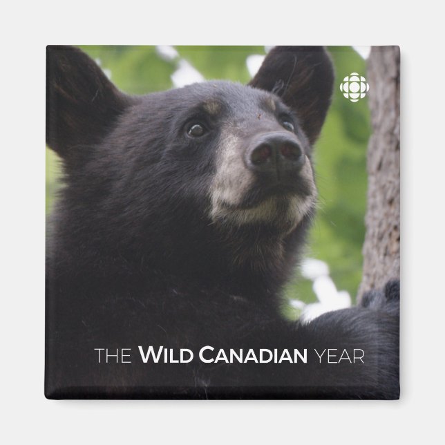 Spring - Black Bear Magnet (Front)