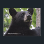 Spring - Black Bear Postcard<br><div class="desc">Photo by: Jeff Turner. One-year-old black bear cub looks down from tree. Location: New Brunswick _x000D_ _x000D_ From the creators of the acclaimed series WILD CANADA, comes a new five-part legacy series, which will view Canada’s extraordinary wildlife through the lens of its four distinct seasons. For more information please visit:...</div>