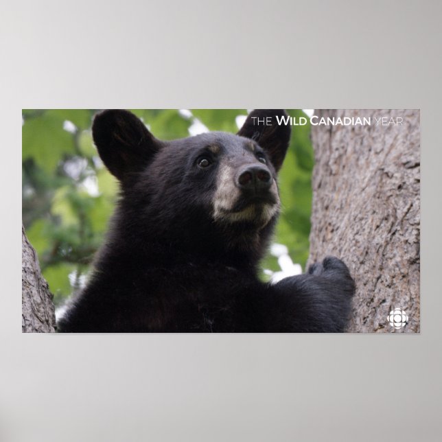 Spring - Black Bear Poster (Front)