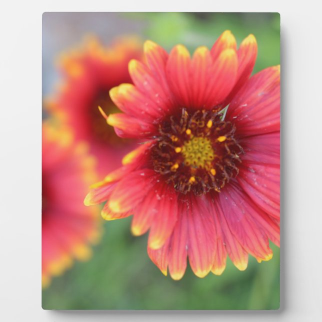 Spring Bloom Pt 2 Plaque (Front)