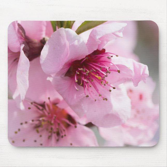 Spring blooming mouse pad (Front)