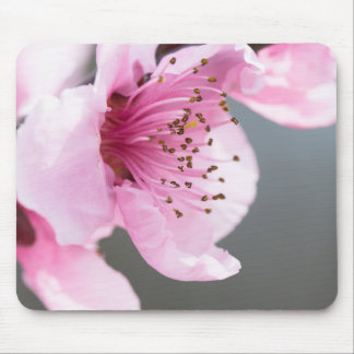 Spring blooming mouse pad