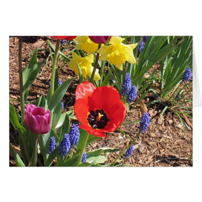 Spring Blooms (Front Horizontal)