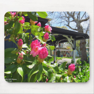 Spring Blooms in Cottage City - Martha's Vineyard Mouse Pad