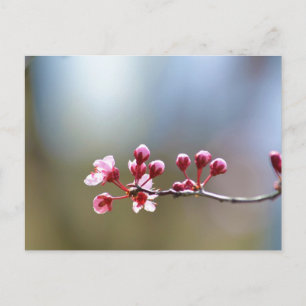 Spring Blooms Postcard