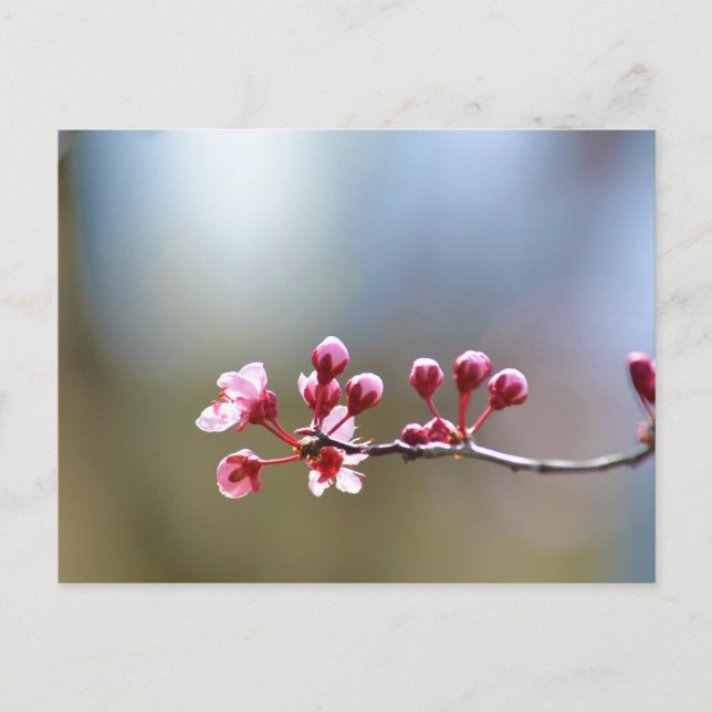 Spring Blooms Postcard (Front)