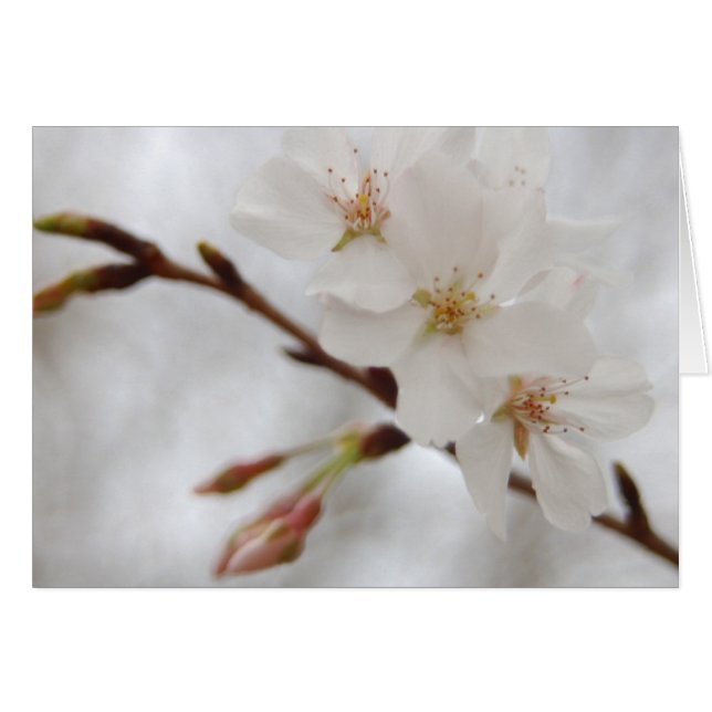 Spring Blossom (Front Horizontal)