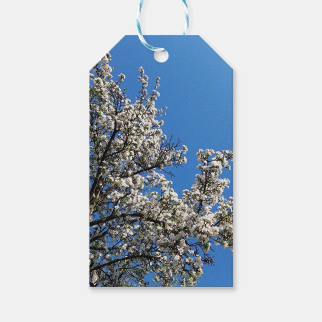 Spring Blossom Apple Tree Gift Tags (Front)