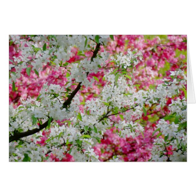 Spring Blossom Colours (Front Horizontal)