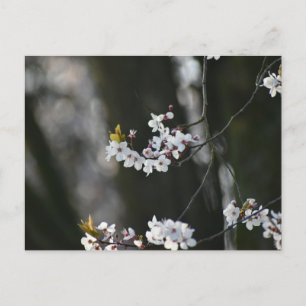 Spring Blossom  Postcard