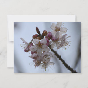 Spring Blossom Postcard