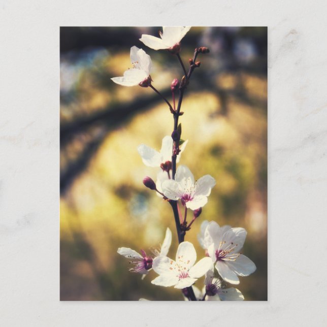 Spring Blossom Postcard (Front)