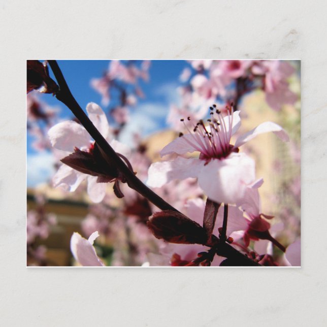 Spring Blossom Postcard (Front)