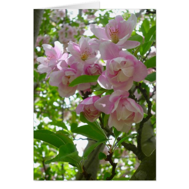 Spring Blossoms (Front)