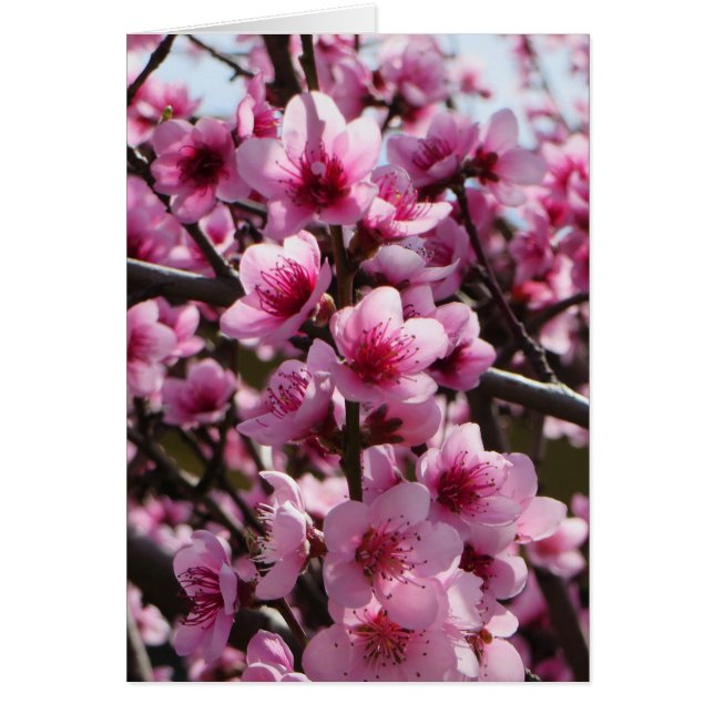 Spring Blossoms (Front)