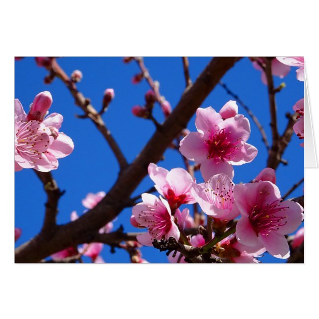 Spring Blossoms (Front Horizontal)