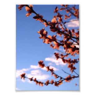 Spring Blossoms Flower Photo Print