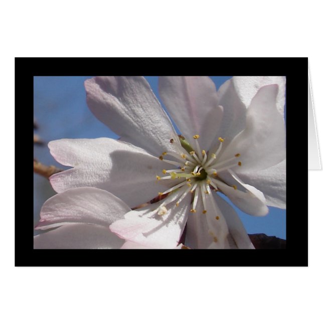 Spring Blossoms II (Front Horizontal)
