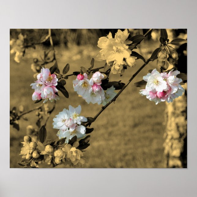 Spring Blossoms In Vintage Sepia Partial Colour Poster (Front)