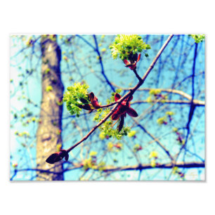 Spring blossoms maple tree stylized photo print