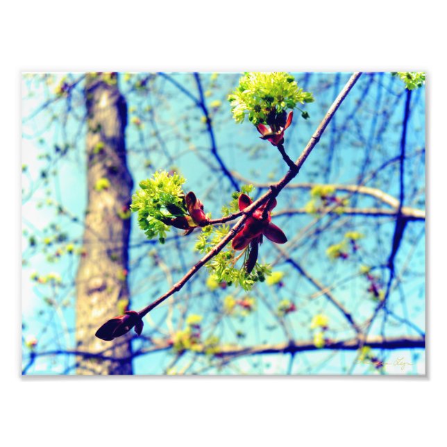 Spring blossoms maple tree stylized photo print (Front)