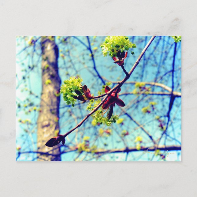 Spring blossoms maple tree stylized postcard (Front)