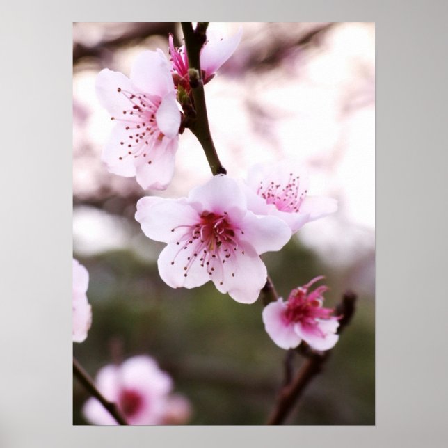 Spring Blossoms Poster (Front)