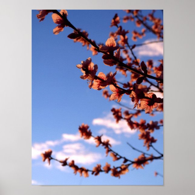 Spring Blossoms Poster - Customized (Front)