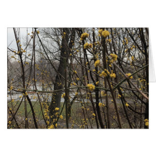Spring Blossoms Trees Central Park Lake New York
