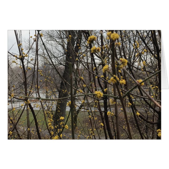 Spring Blossoms Trees Central Park Lake New York (Front Horizontal)