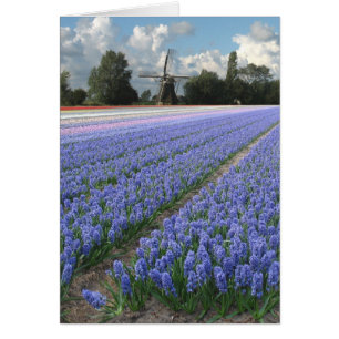 Spring Blue Hyacinth Flowers Field Windmill