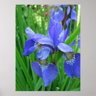 Spring blue iris flowers and green leaves poster