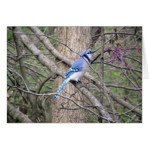 Spring Blue Jay Card