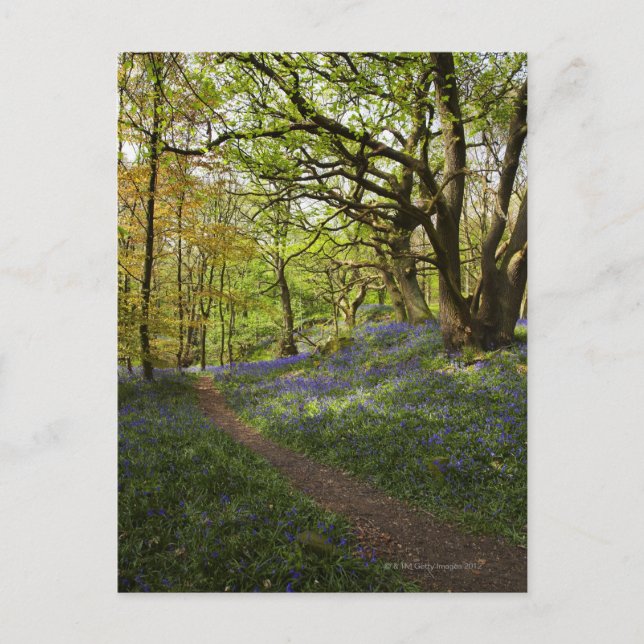 Spring bluebell woods postcard (Front)