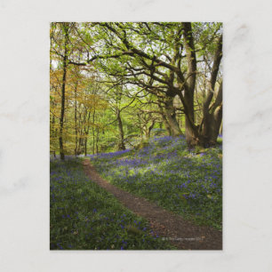 Spring bluebell woods postcard