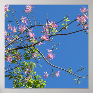 Spring branch of a blossoming tree poster