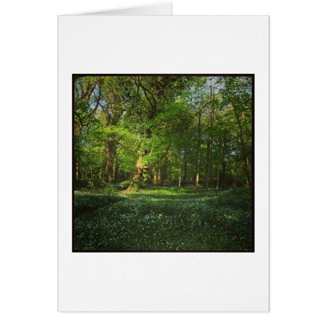 Spring Bute Park, Cardiff, Wales (Front)