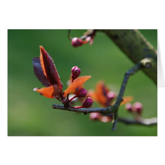 Spring card (Front Horizontal)