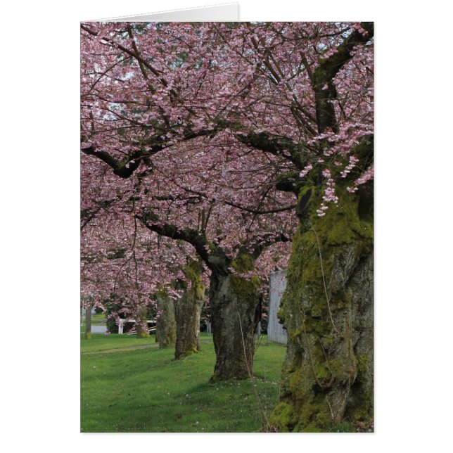 Spring cherry  blossoming trees (Front)