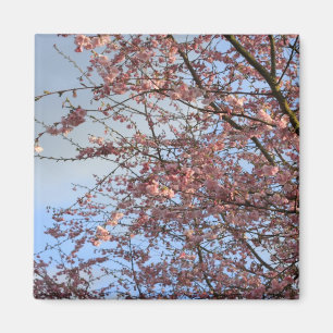 Spring cherry blossoming trees magnet